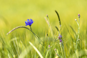 Getreideblumen