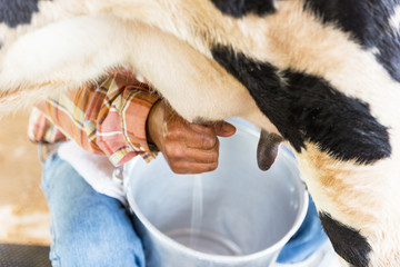 motion image - man hand milking a cow by hand, cow standing in the corral 
