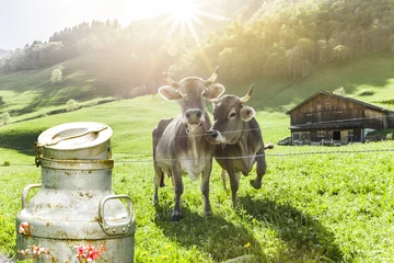 Küchenrückwand glas motiv Kuh Kühe auf der Alm