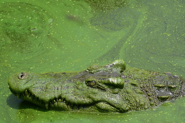 close up of salt water crocodile.