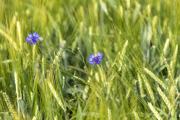 Blumen im Getreide
