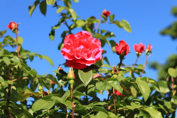 Flowers , roses ,summer