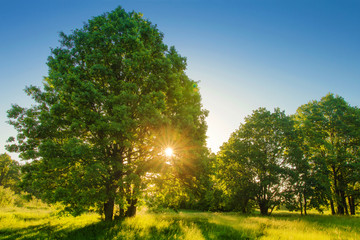 Summer landscape of green nature in sunny clear morning with blue sky and bright sun rays through branches of tree. Beautiful trees on green meadow. Ideal natural rural scene of healthy ecology.