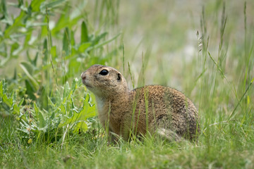 Naklejka na ściany i meble A European ground squirrel sitting in a meadow in spring