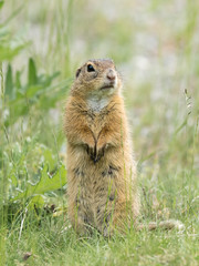 Naklejka na ściany i meble A European ground squirrel standing in a meadow in spring