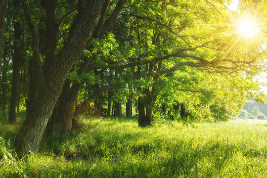 Green summer nature on sunny day. Summer background. Trees on green meadow. Warm sunlight through the trees. Leaves on branchy trees and grass. Rural scenic scene. Summer plants in outdoor.