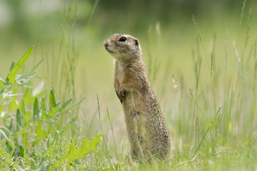 A European ground squirrel standing in a meadow in spring