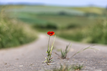 Mohn auf Straße