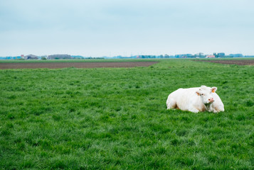Fototapeta premium Kuh im Feld
