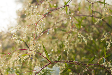 With dew-covered flowers.