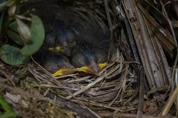 three small birds in the nest