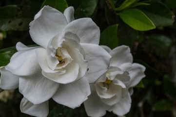 beautiful jasmine in the color white