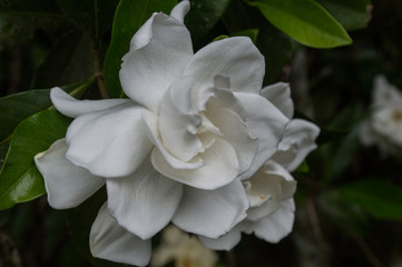 white flower of jasmine