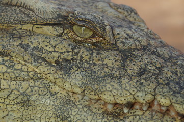 Obraz premium After Dinner. A croco having rest at a river bank in Morocco