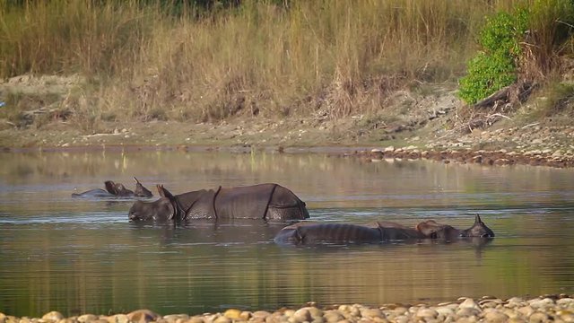 Greater One-horned Rhinoceros in Bardia national park, Nepal - specie Rhinoceros unicornis family of Rhinocerotidae