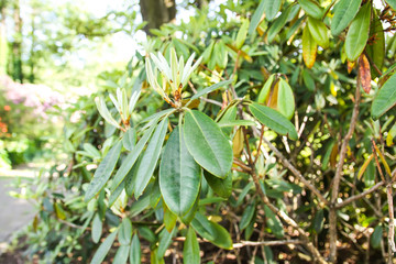 Green leaves of exotic plants