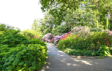 Rhododendron plants in bloom in spring park.