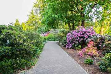 Rhododendron plants in bloom in spring park.