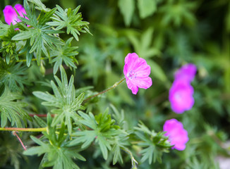 Obraz premium Purple flowers in wild nature.