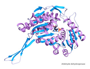 Aldehyde Dehydrogenase - 3D Rendering