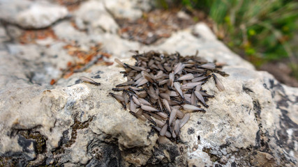Ants with wings over rock