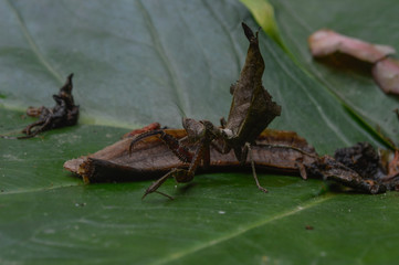 brown insect with camouflage of sheet