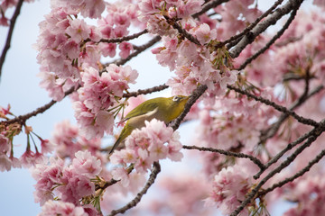 Cherry blossoms and Japanese White-eye at Ueno Park