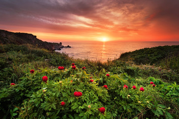 Magnificent sunrise view with beautiful wild peonies on the beach near Tylenovo, Bulgaria - 206875215