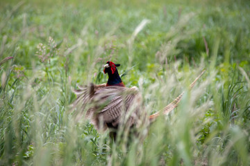 Pheasant in the grass