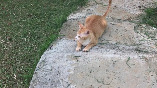 Thai cat rest on cement ground in garden.