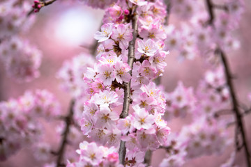 Cherry blossoms at Ueno Park