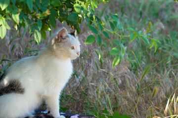 A white cat sits on the ground in the grass under a tree and looks in front.