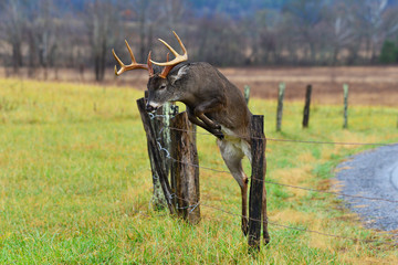White tail buck jumping fence, Cades cove Tennessee