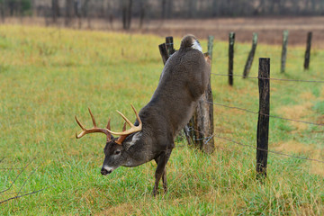 Fototapeta premium Buck jumping fence, Cades cove Tennessee