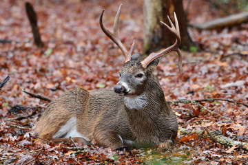 Beaded buck in the rain, Smoky mountains Tennessee