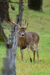 Fotobehang White Tail Buck, Cades cove Tennessee © Paul