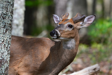 White tail buck in velvet, Cades cove Tennessee