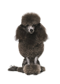 a black poodle dog sitting on a white background