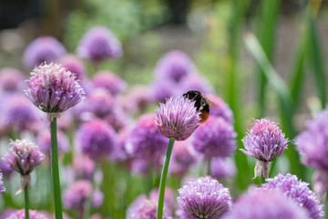 Purple spring onions flowers being enjoyed by the bees