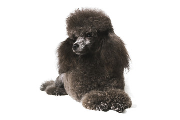 a black poodle dog lying on a white background