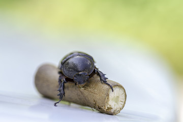 stag beetle on a log