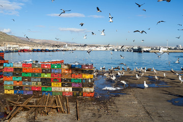 Sardinen im Hafen von Agadir in Marokko 