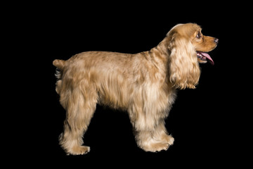 a cocker dog standing on a black background