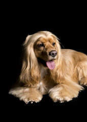  the face of a cocker dog lying on a black background