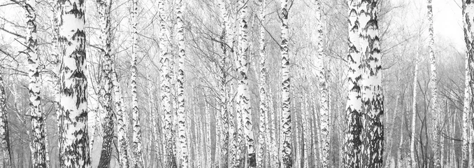 Papier Peint photo Lavable Bouleau photo en noir et blanc avec des bouleaux blancs avec de l& 39 écorce de bouleau dans une forêt de bouleaux