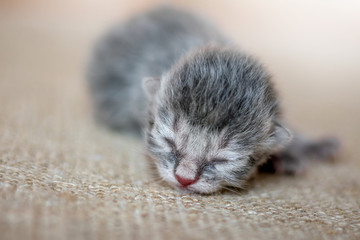 Carefree gray kitten sleeps, waiting for a mom. Newborn baby waiting for mom_
