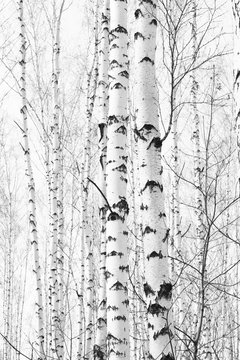 Fototapeta black-and-white photo with white birches with birch bark in birch grove