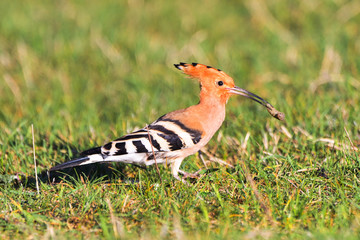 Hoopoe on the ground closeup view