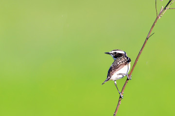 Whinchat in natural habitat (Saxicola rubetra)