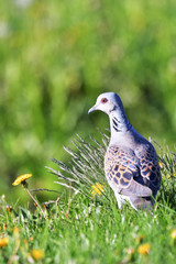 European turtle dove. Streptopelia turtur